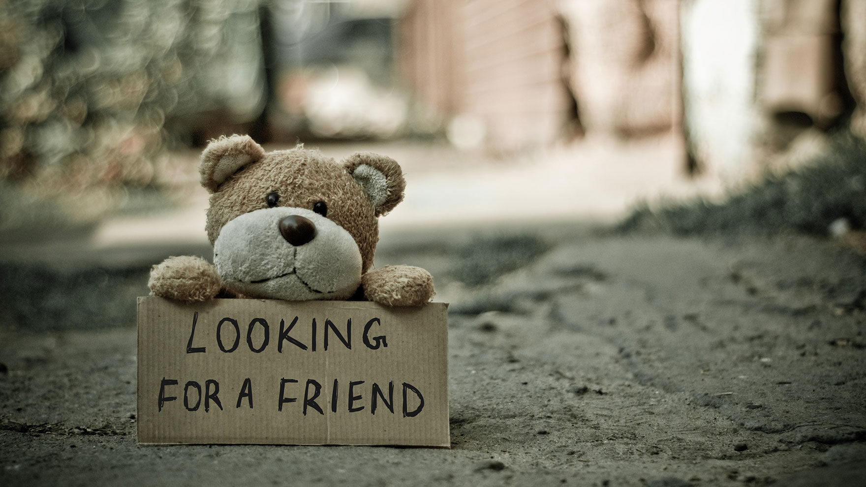 Nallekarhu katsoo kameraan ja pitelee kylttiä, jossa lukee Looking for a friend (suomeksi Etsin ystävää).