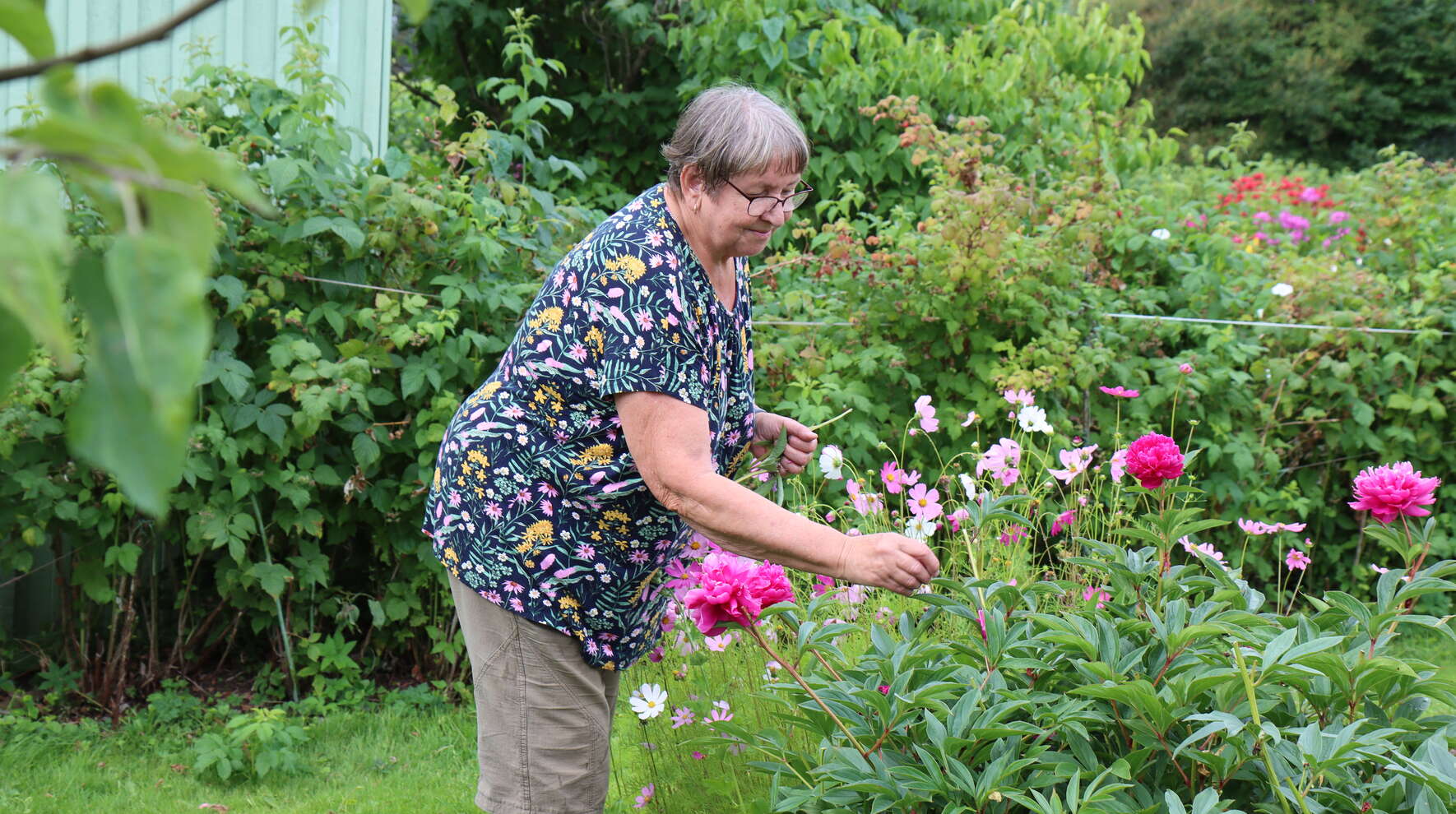 Ikääntynyt karsii kukkia puutarhassa.