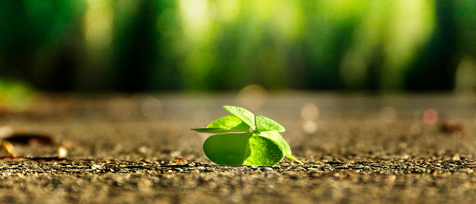 A green clover leaf on the ground.