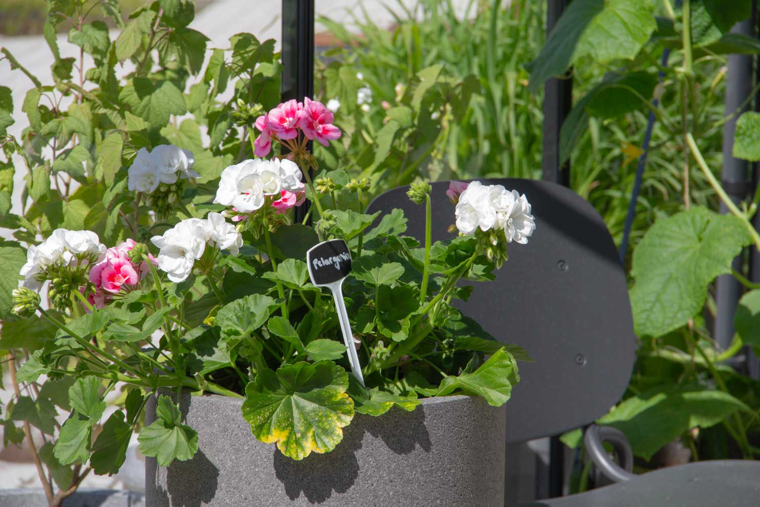 Vaaleanpunaisena ja valkoisena kukkiva pelargonia ruukussa.