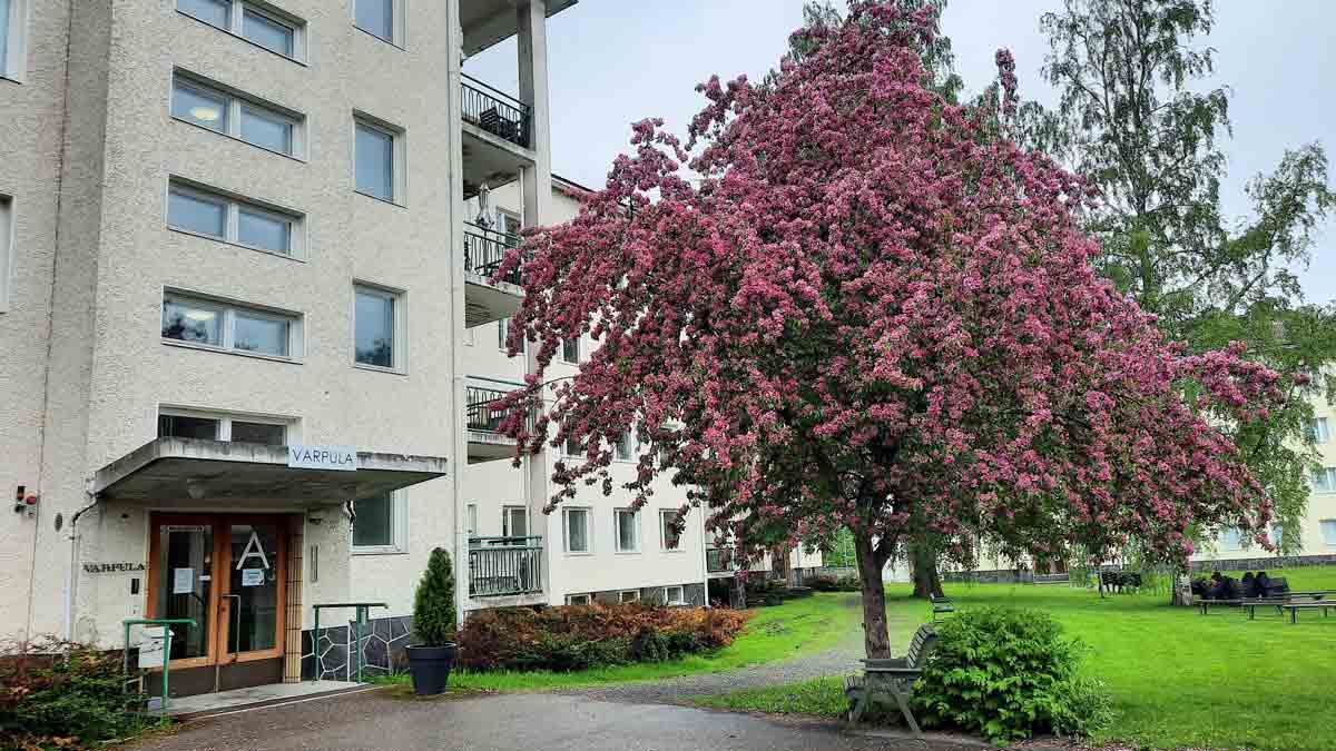 Rapatun korkean rakennuksen sisäänkäynti, jonka vieressä kukkiva punainen puu